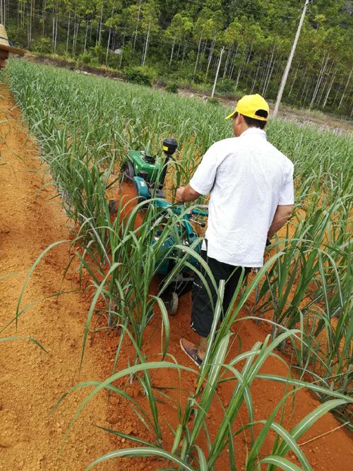 廣西扶綏實施甘蔗機械化中耕面積552萬畝