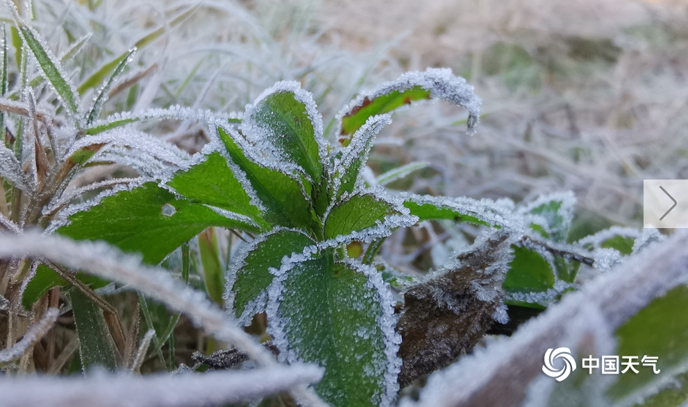 大雪節氣晴空輻射強烈 廣西柳州等地迎今年初霜